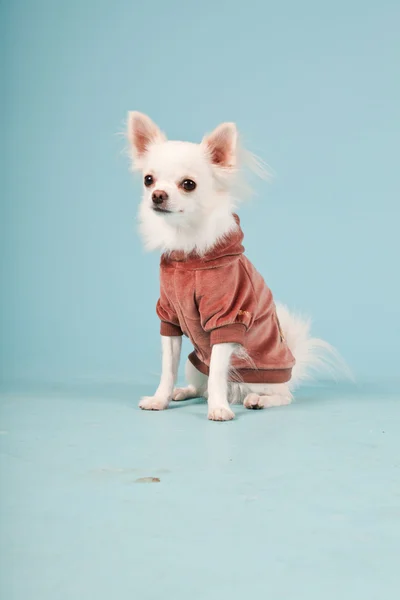 Studio portrait of cute white chihuahua puppy wearing red jacket isolated on light blue background Stock Photo