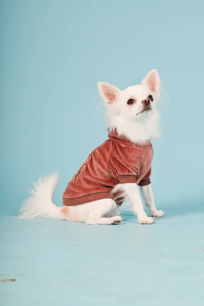 Studio portrait of cute white chihuahua puppy wearing red jacket isolated on light blue background Stock Picture