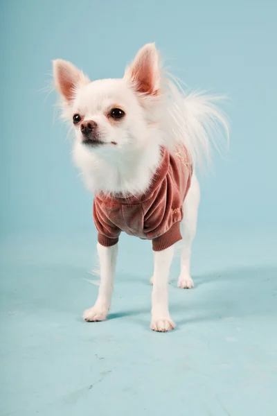 Studio portrait of cute white chihuahua puppy wearing red jacket isolated on light blue background Stock Image