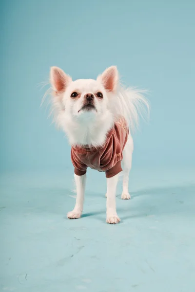 Studio portrait of cute white chihuahua puppy wearing red jacket isolated on light blue background Royalty Free Stock Images