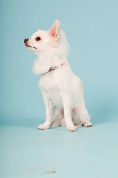 Studio portrait of cute white chihuahua puppy isolated on light blue background. Stock Picture