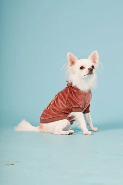 Studio portrait of cute white chihuahua puppy wearing red jacket isolated on light blue background Royalty Free Stock Photos