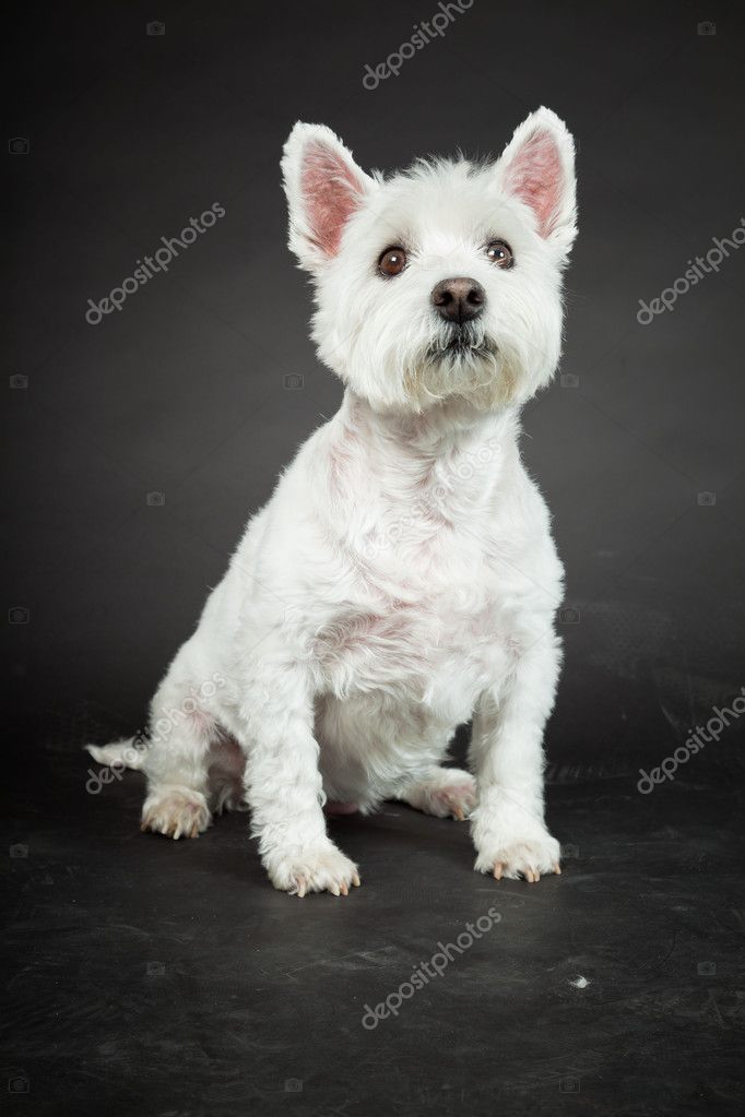 White Westhighland westie terrier isolated on black background Stock ...