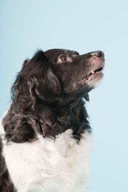 Stüdyo portre stabyhoun ya açık mavi renkli izole Frizce işaret eden köpek