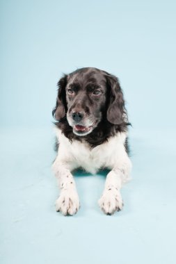 Stüdyo portre stabyhoun ya açık mavi renkli izole Frizce işaret eden köpek