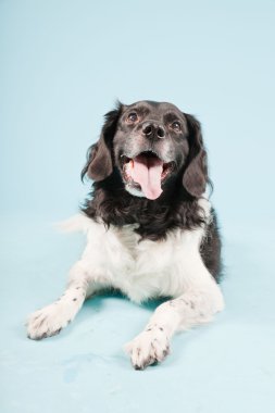 Stüdyo portre stabyhoun ya açık mavi renkli izole Frizce işaret eden köpek