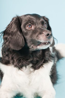 stabyhoun veya Frizce işaret eden köpek izole