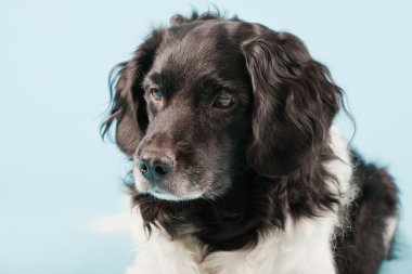 Stüdyo portre stabyhoun ya açık mavi renkli izole Frizce işaret eden köpek