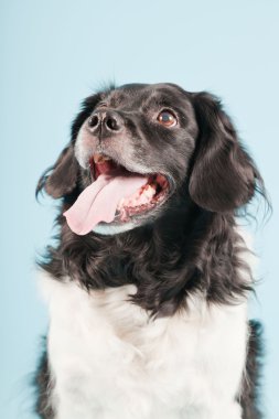 Stüdyo portre stabyhoun ya açık mavi renkli izole Frizce işaret eden köpek