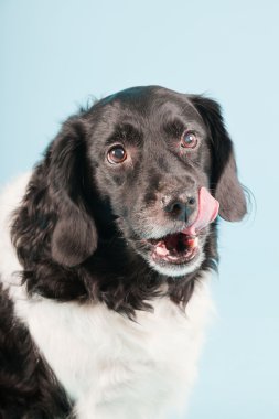 Stüdyo portre stabyhoun ya açık mavi renkli izole Frizce işaret eden köpek