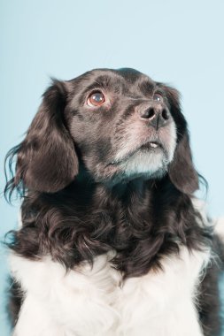 stabyhoun veya Frizce işaret eden köpek izole