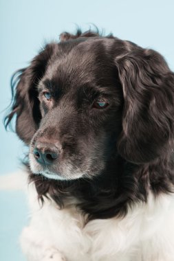 Stüdyo portre stabyhoun ya açık mavi renkli izole Frizce işaret eden köpek