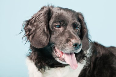 stabyhoun veya Frizce işaret eden köpek izole