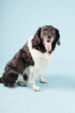 Stüdyo portre stabyhoun ya açık mavi renkli izole Frizce işaret eden köpek