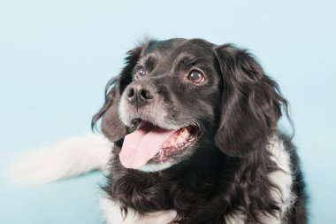 Stüdyo portre stabyhoun ya açık mavi renkli izole Frizce işaret eden köpek