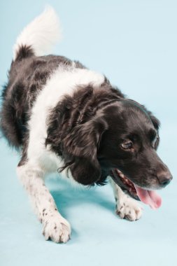 Stüdyo portre stabyhoun ya açık mavi renkli izole Frizce işaret eden köpek