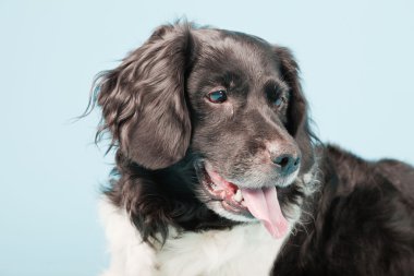 stabyhoun veya Frizce işaret eden köpek izole