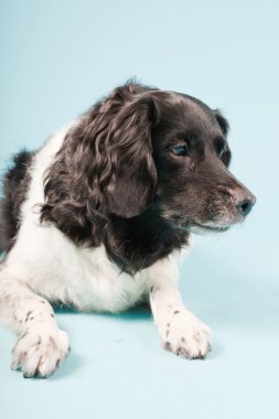 stabyhoun veya Frizce işaret eden köpek izole