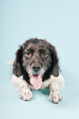 stabyhoun veya Frizce işaret eden köpek izole