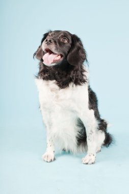 Stüdyo portre stabyhoun ya açık mavi renkli izole Frizce işaret eden köpek