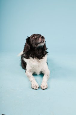 Stüdyo portre stabyhoun ya açık mavi renkli izole Frizce işaret eden köpek
