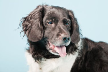 stabyhoun veya Frizce işaret eden köpek izole