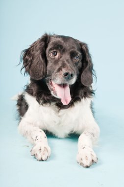 stabyhoun veya Frizce işaret eden köpek izole