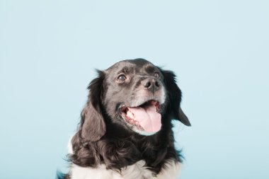 Stüdyo portre stabyhoun ya açık mavi renkli izole Frizce işaret eden köpek