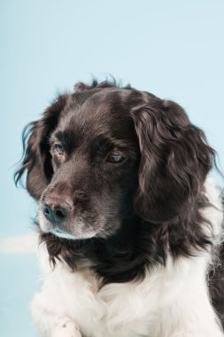 Stüdyo portre stabyhoun ya açık mavi renkli izole Frizce işaret eden köpek