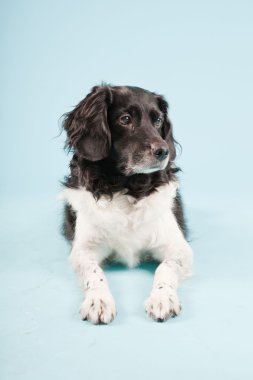 Stüdyo portre stabyhoun ya açık mavi renkli izole Frizce işaret eden köpek