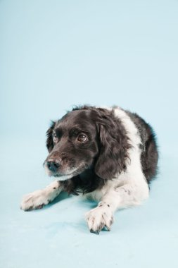 Stüdyo portre stabyhoun ya açık mavi renkli izole Frizce işaret eden köpek