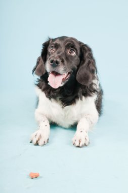 Stüdyo portre stabyhoun ya açık mavi renkli izole Frizce işaret eden köpek