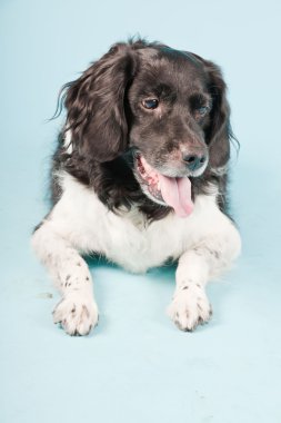 stabyhoun veya Frizce işaret eden köpek izole