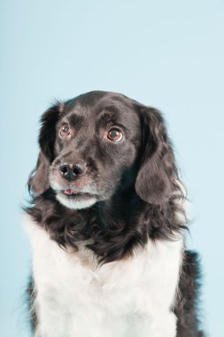 Stüdyo portre stabyhoun ya açık mavi renkli izole Frizce işaret eden köpek