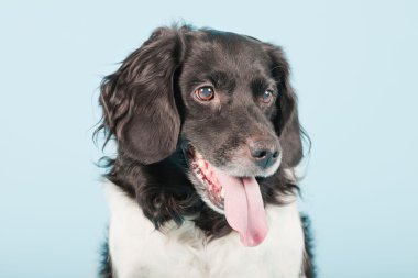 stabyhoun veya Frizce işaret eden köpek izole