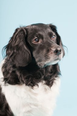 Stüdyo portre stabyhoun ya açık mavi renkli izole Frizce işaret eden köpek