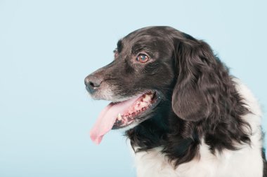 stabyhoun veya Frizce işaret eden köpek izole