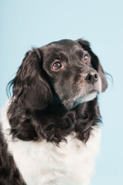 Stüdyo portre stabyhoun ya açık mavi renkli izole Frizce işaret eden köpek