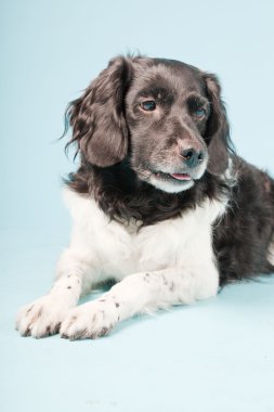 stabyhoun veya Frizce işaret eden köpek izole