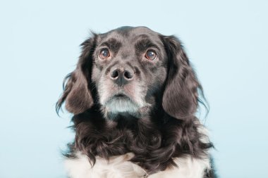 Stüdyo portre stabyhoun ya açık mavi renkli izole Frizce işaret eden köpek