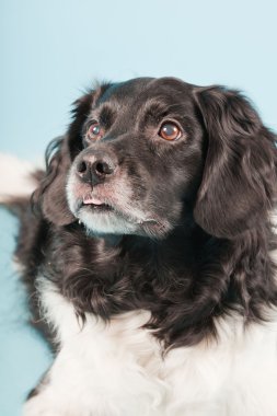 Stüdyo portre stabyhoun ya açık mavi renkli izole Frizce işaret eden köpek