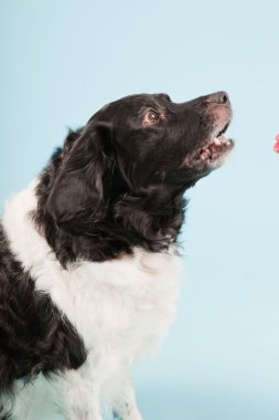 Stüdyo portre stabyhoun ya açık mavi renkli izole Frizce işaret eden köpek