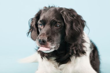 Stüdyo portre stabyhoun ya açık mavi renkli izole Frizce işaret eden köpek