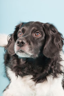 Stüdyo portre stabyhoun ya açık mavi renkli izole Frizce işaret eden köpek