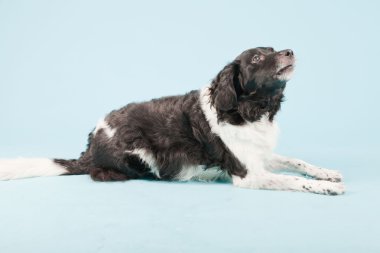 Stüdyo portre stabyhoun ya açık mavi renkli izole Frizce işaret eden köpek