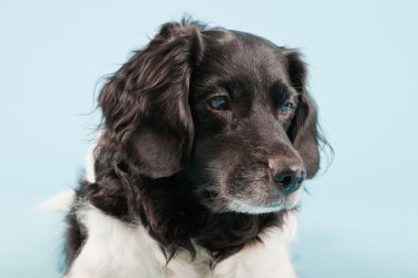 Stüdyo portre stabyhoun ya açık mavi renkli izole Frizce işaret eden köpek