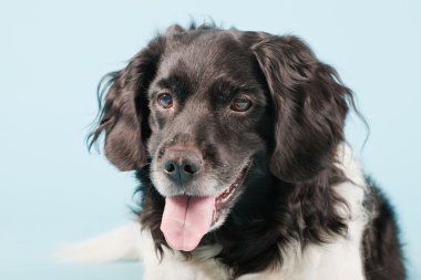 Stüdyo portre stabyhoun ya açık mavi renkli izole Frizce işaret eden köpek