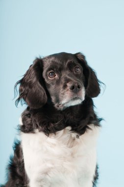 Stüdyo portre stabyhoun ya açık mavi renkli izole Frizce işaret eden köpek