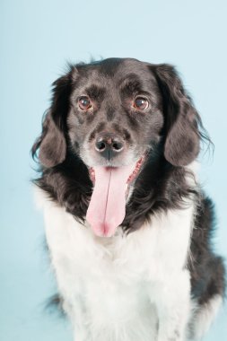 Stüdyo portre stabyhoun ya açık mavi renkli izole Frizce işaret eden köpek