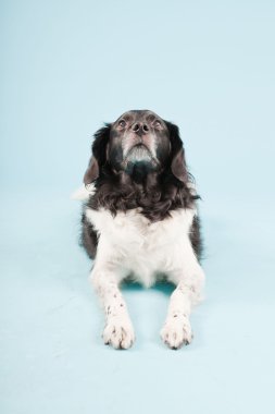 Stüdyo portre stabyhoun ya açık mavi renkli izole Frizce işaret eden köpek